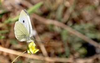 Kk Beyazmelek (Pieris rapae)