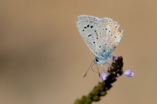 okgzl Kk Turan Mavisi (Polyommatus cornelius)