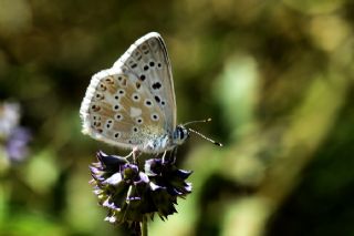 okgzl Yalanc illi Mavi (Polyommatus corydonius)