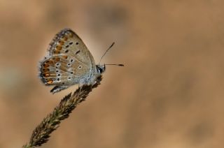 okgzl Anadolu Mavisi (Aricia crassipunctus)