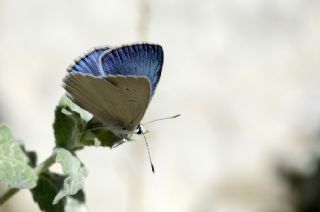 Mezopotamya okgzls (Polyommatus dama)