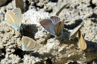 okgzl Damon Mavisi (Polyommatus damon)