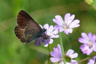 okgzl Geranium Mavisi (Aricia eumedon)