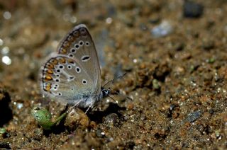 okgzl Geranium Mavisi (Aricia eumedon)