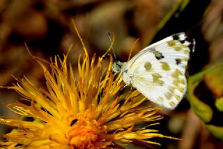 Yeni Beneklimelek (Pontia edusa)