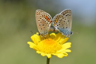 okgzl Gm Mavi (Albulina loewii)