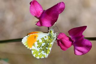 Turuncu Ssl (Anthocharis cardamines)