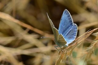 okgzl Poseydon Mavisi (Polyommatus poseidon)