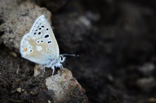 Pirene okgzls (Polyommatus pyrenaicus)