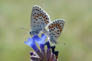 Bavius Mavisi (Pseudophilotes bavius)