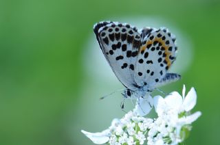 Kara Mavi (Scolitantides orion)