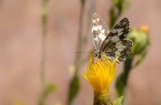 Kara Melike (Melanargia syriaca)