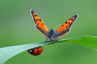Benekli Bakr Gzeli (Lycaena phlaeas)