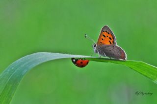 Benekli Bakr Gzeli (Lycaena phlaeas)