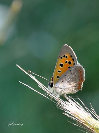 Benekli Bakr Gzeli (Lycaena phlaeas)