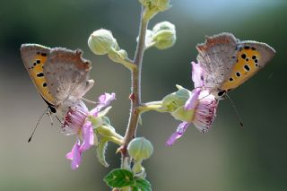 Benekli Bakr Gzeli (Lycaena phlaeas)