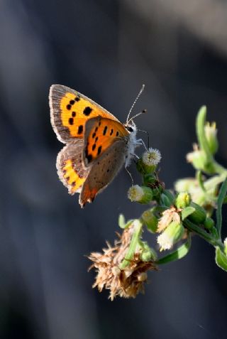 Benekli Bakr Gzeli (Lycaena phlaeas)