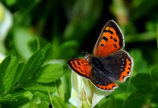 Benekli Bakr Gzeli (Lycaena phlaeas)