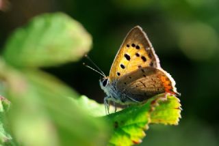 Benekli Bakr Gzeli (Lycaena phlaeas)