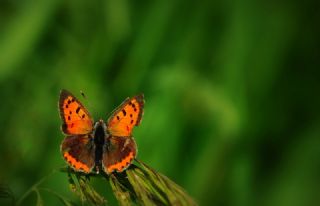 Benekli Bakr Gzeli (Lycaena phlaeas)