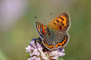 Benekli Bakr Gzeli (Lycaena phlaeas)