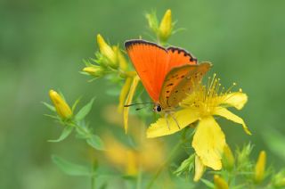 Orman Bakr Gzeli (Lycaena virgaureae)