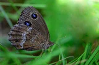 Kara Hayalet (Minois dryas)