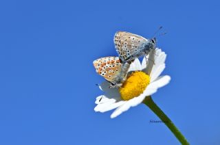 okgzl Balkan Mavisi (Aricia anteros )