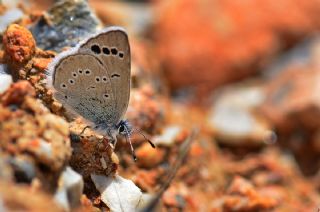 Anadolu Karagz Mavisi (Glaucopsyche astraea)