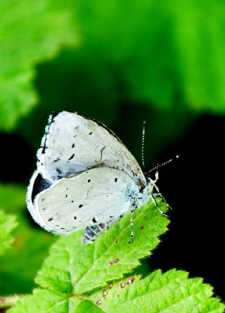 Kutsal Mavi (Celastrina argiolus)