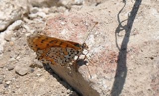 Gzel parhan (Melitaea trivia)