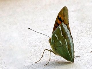 Bahadr (Argynnis pandora)