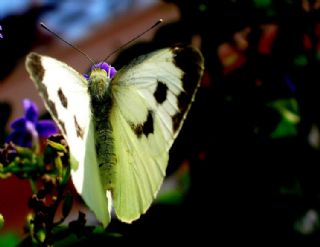 Byk Beyazmelek  (Pieris brassicae)