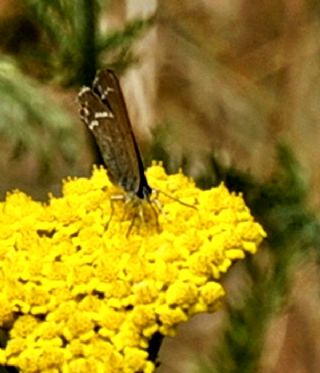 Gzel Sevbeni (Satyrium spini)