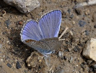 okgzl Mavi (Polyommatus icarus)