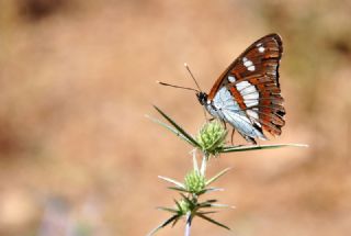 Akdeniz Hanmeli Kelebei (Limenitis reducta)