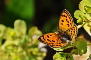 Osmanl Atei (Lycaena ottomanus)