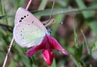 Karagz Mavisi (Glaucopsyche alexis)