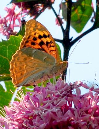 Bahadr (Argynnis pandora)