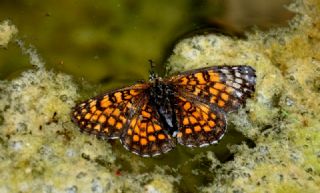 Amannisa (Melitaea athalia)