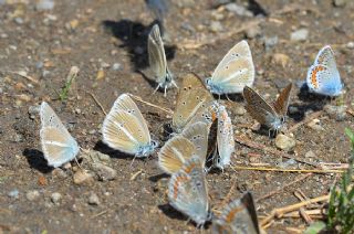 okgzl Damon Mavisi (Polyommatus damon)