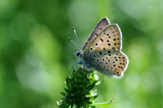 sli Bakr Gzeli (Lycaena tityrus)