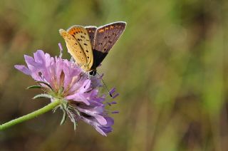 sli Bakr Gzeli (Lycaena tityrus)