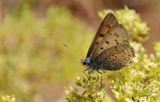 Byk Mor Bakr Gzeli (Lycaena alciphron)