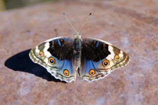 Dicle Gzeli (Junonia orithya)