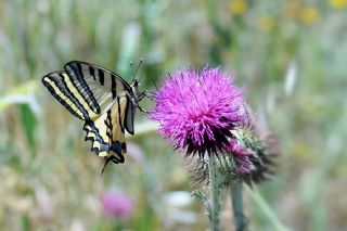 Kaplan Krlangkuyruk (Papilio alexanor)