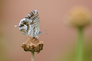 Sardunya Zebras, Geranyum Bronzu (Cacyreus marshalli)