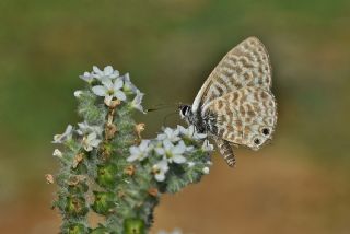 Mavi Zebra (Leptotes pirithous)