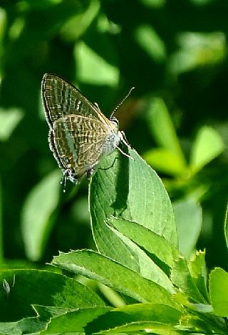 Lampides (Lampides boeticus)