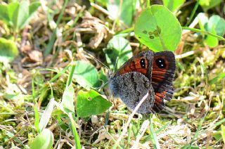 Kafkas G�zelesmeri&nbsp;(Erebia&nbsp;graucasica )